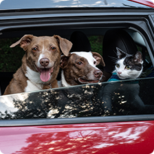 dogs and cat looking out from car window